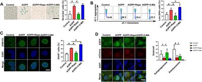 Advanced Oxidative Protein Products Drive Trophoblast Cells Into Senescence by Inhibiting the Autophagy: The Potential Implication of Preeclampsia